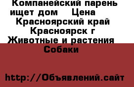 Компанейский парень ищет дом! › Цена ­ 10 - Красноярский край, Красноярск г. Животные и растения » Собаки   